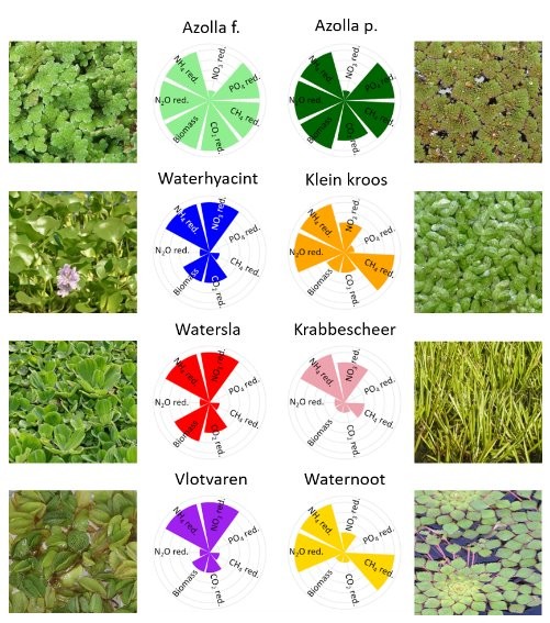 Drijvende waterplanten prestaties