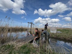 Het plaatsen van een visfuik in de Oostvaardersplassen   Foto Hans Erik Kuypers (Staatsbosbeheer)