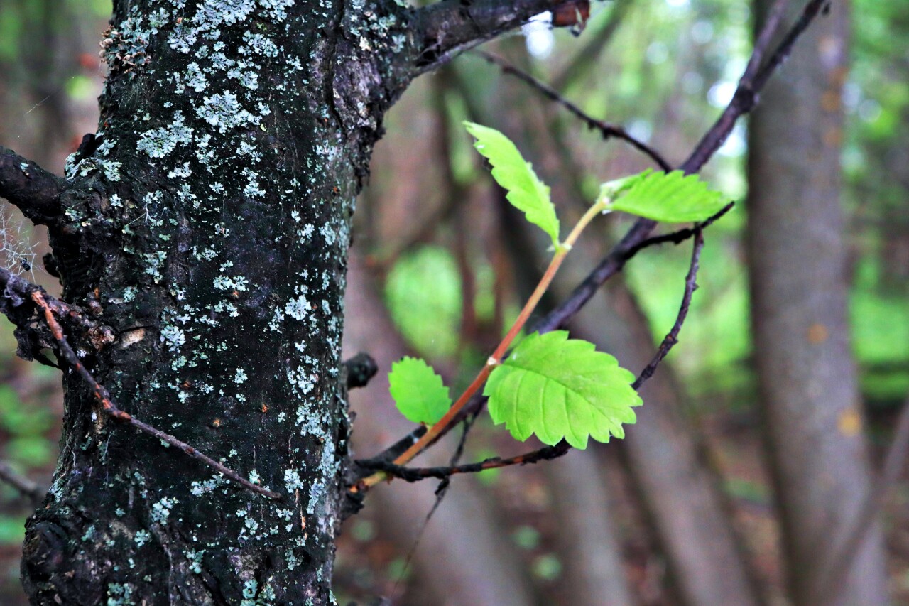 Leaves 7885775 human antithesis Pixabay