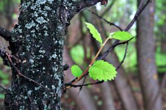 Leaves 7885775 human antithesis Pixabay